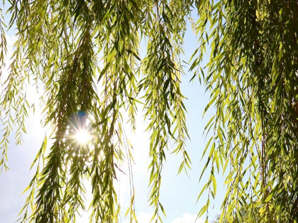 Photo willow natural pain relief
